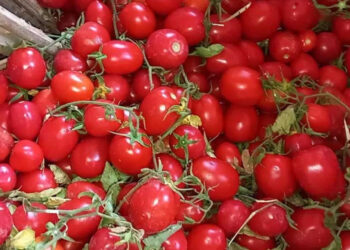 الحكومة توضح حقيقة وجود طماطم بالأسواق تم رشها بالإثيريل تسبب الفشل الكلوي