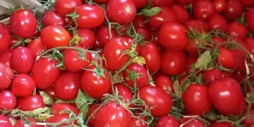 الحكومة توضح حقيقة وجود طماطم بالأسواق تم رشها بالإثيريل تسبب الفشل الكلوي